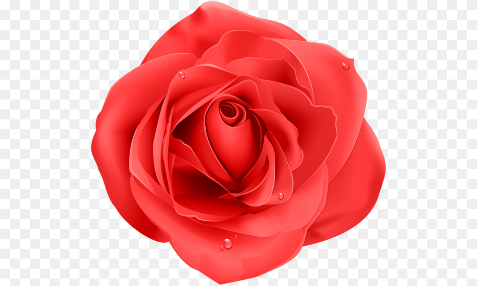 Rose Transparent Blue Rose, Flower, Petal, Plant Png Image