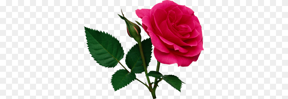 Rose Image And Clipart, Flower, Plant Free Transparent Png