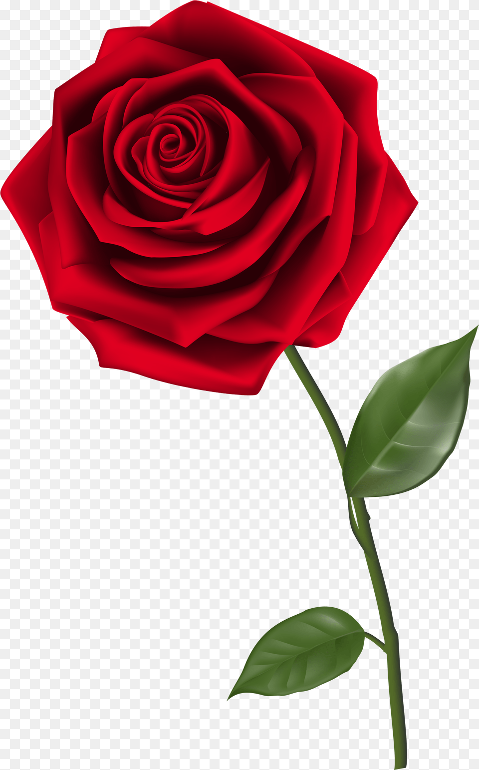 Rose Transparent Transparent Background Red Rose, Flower, Plant Free Png