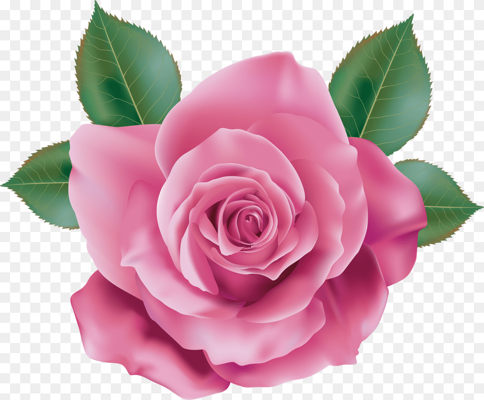 Rose U0026 Clipart Download Ywd Pink Rose Free Transparent Png