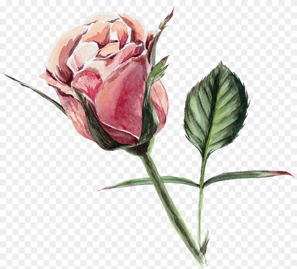 Rose Transparent Watercolor Flowers Darmowe Kartki Urodzinowe Kwiaty, Flower, Plant Free Png