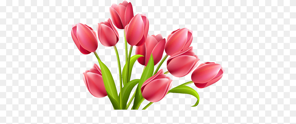 Rose Tulips, Flower, Plant, Tulip Free Png Download