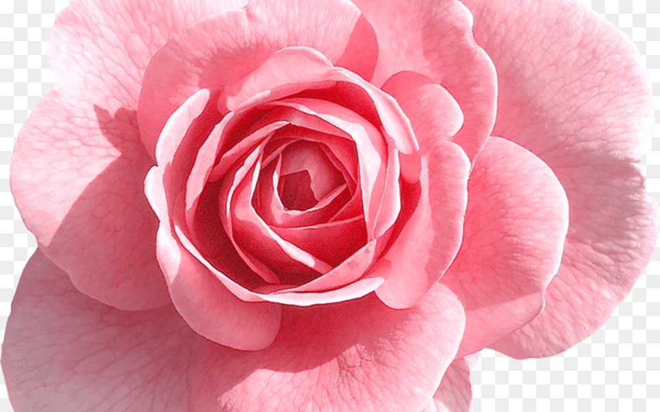 Rose Tumblr Baptism Pink Roses Hd Pink Rose Flower, Petal, Plant Free Png Download