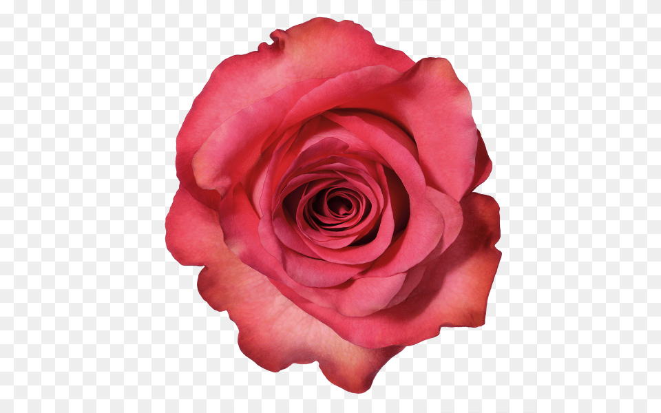 Rose Tumblr Manitou Roses, Flower, Plant, Petal Free Transparent Png
