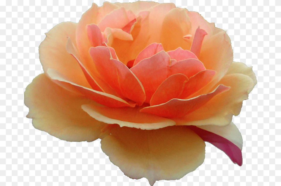 Rose Tumblr Transparent Red, Flower, Petal, Plant, Carnation Png Image