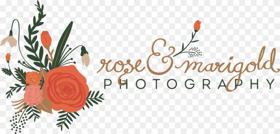 Rose U0026 Marigold Photography, Art, Plant, Pattern, Mail Png Image