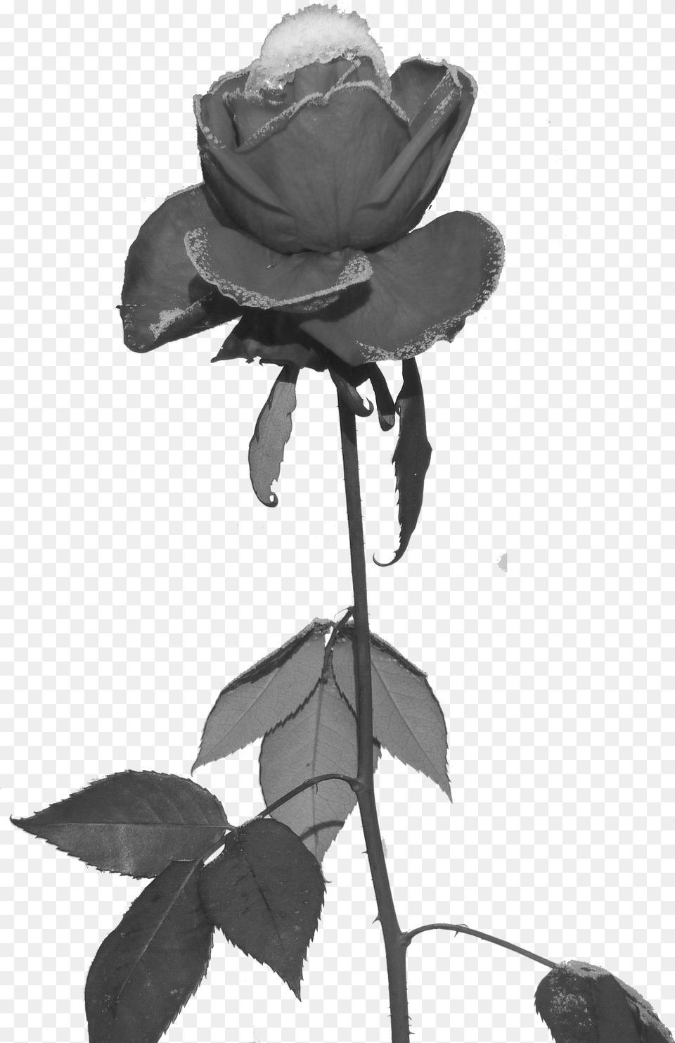 Rose Und Eis Freigestellt Frost Rose Black, Flower, Petal, Plant Free Transparent Png