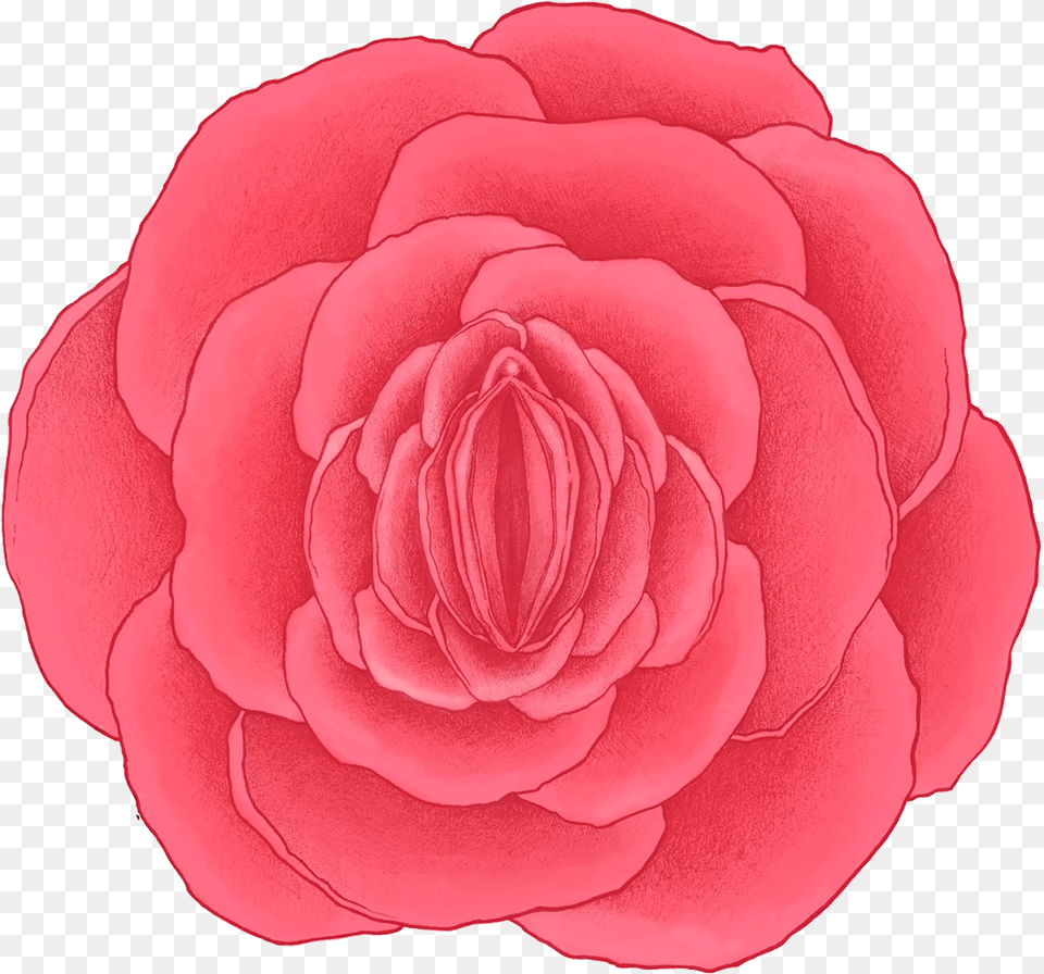 Rose Vagina Flower With Vagina Drawing, Petal, Plant, Carnation Png Image