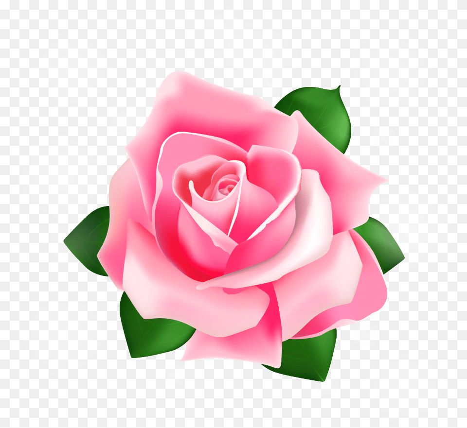 Rose Vector Download Pink Rose Vector, Flower, Plant, Petal Free Png