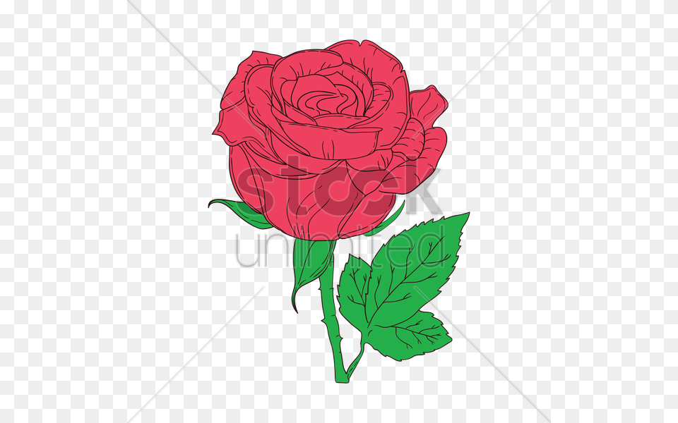Rose Vector Image, Flower, Plant Free Png