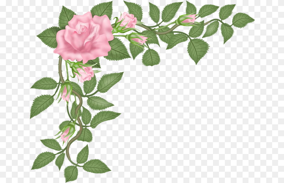 Rose Vector Rose Flower Vector Transparent Image Rose, Plant, Geranium, Petal, Acanthaceae Png
