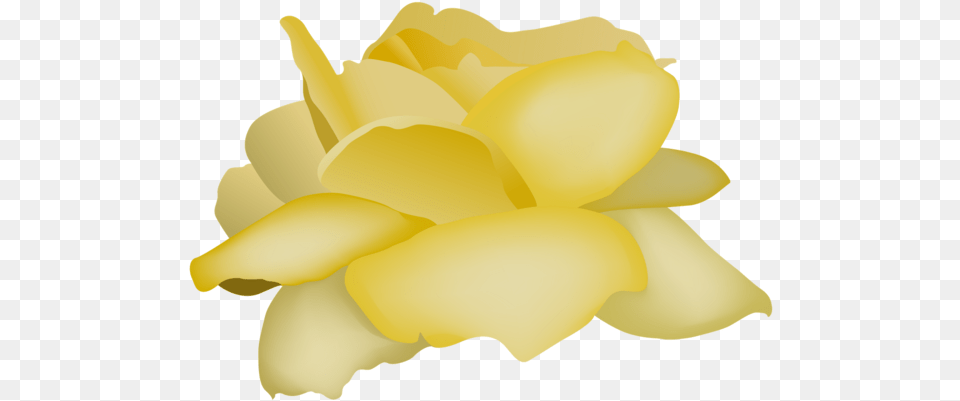 Rose Videoblocks Flower White Yellow For Valentines Day Artificial Flower, Petal, Plant, Daffodil, Baby Free Png