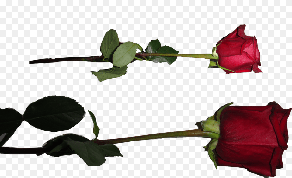 Rose Vine, Flower, Plant, Petal, Bud Free Transparent Png