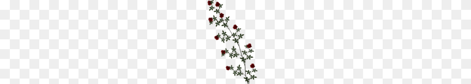 Rose Vine Clipart, Accessories, Pattern, Plant, Flower Png