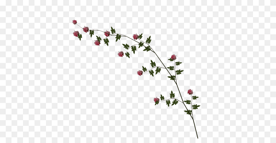 Rose Vine Image, Flower, Plant, Flower Arrangement, Leaf Free Png