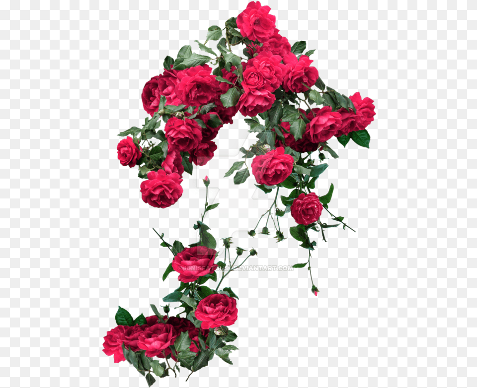 Rose Vines Watercolor Red Flower, Plant, Flower Arrangement, Flower Bouquet, Pattern Free Png