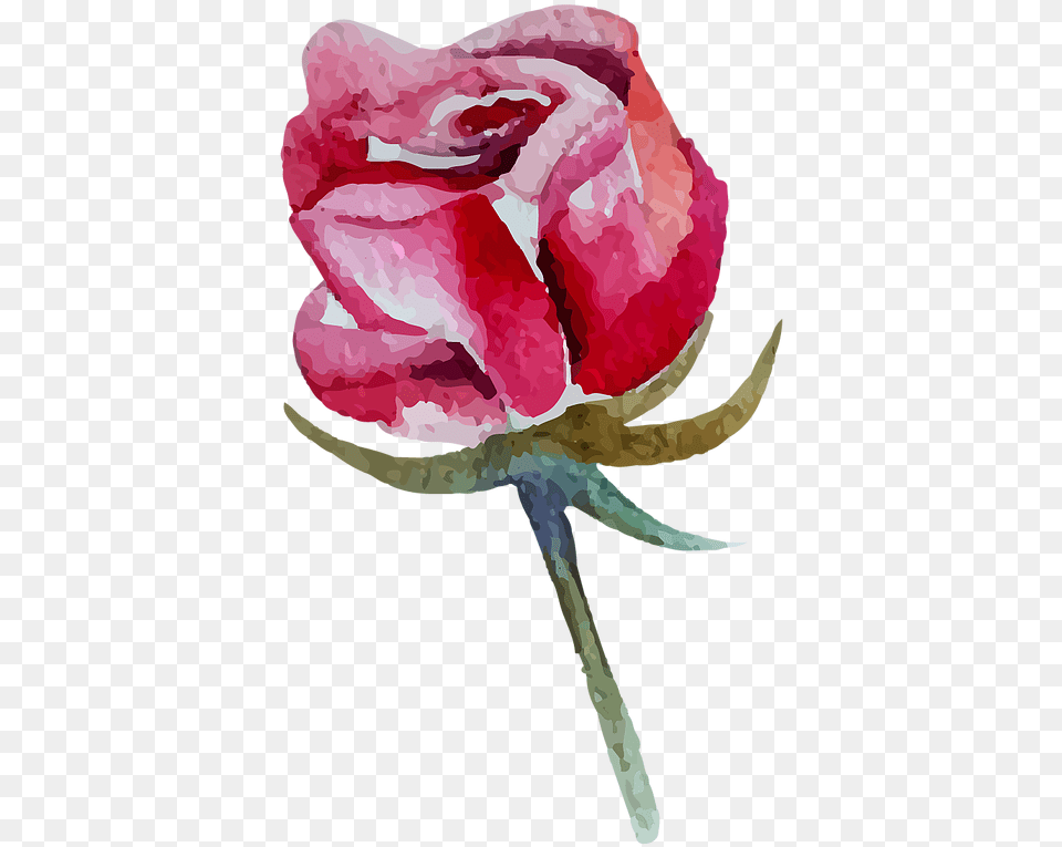 Rose Watercolor Painting, Flower, Plant, Person, Art Free Png Download