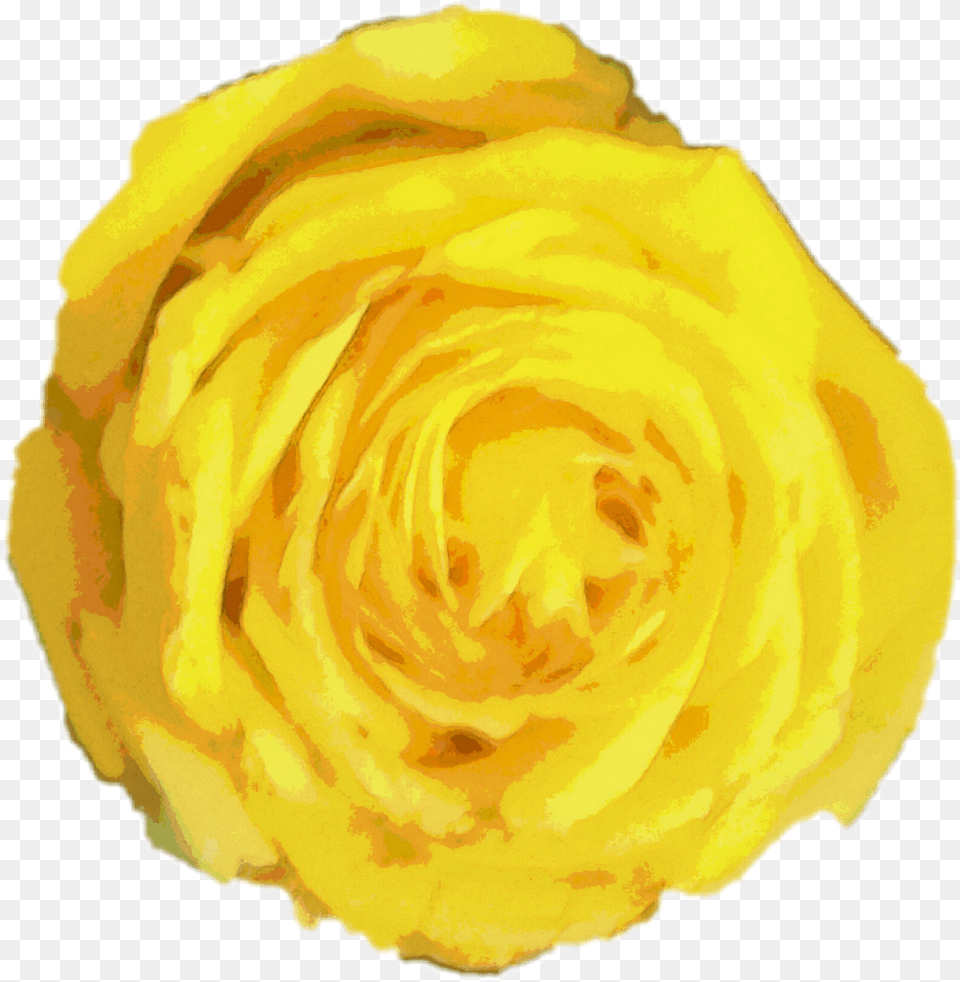 Rose Watercolor Yellow Yellowrose Flower Watercolor Painting, Petal, Plant, Cream, Dessert Free Png Download
