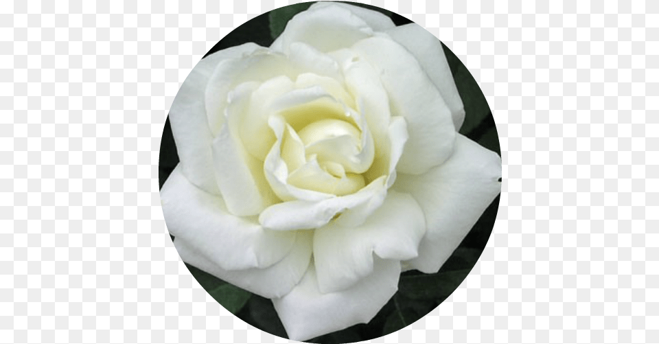Rose White Absolute White Roses, Flower, Petal, Plant Free Transparent Png