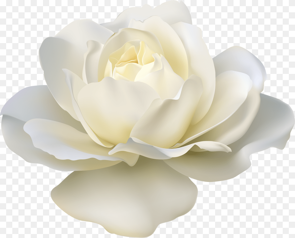 Rose White Flower Png