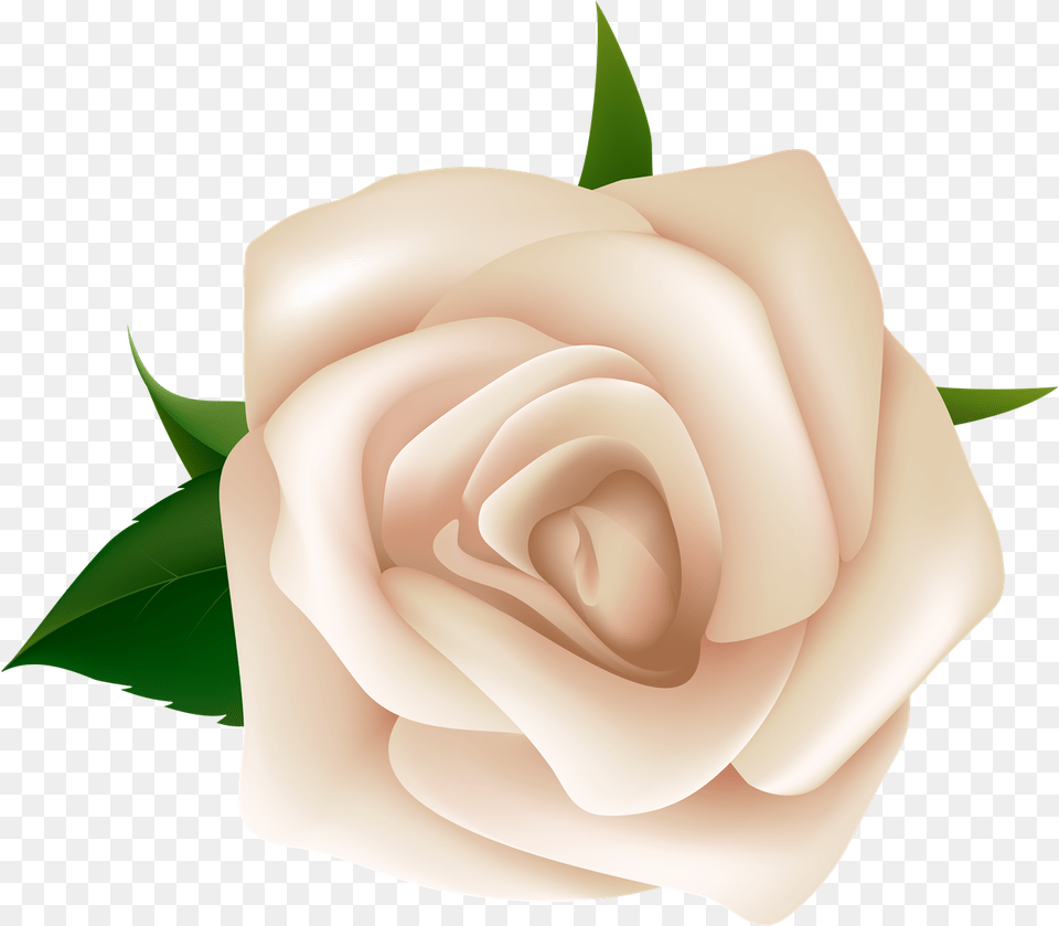 Rose White Rose Clipart, Flower, Plant, Baby, Person Free Png Download