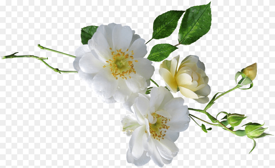 Rose White Single Photo White Single Flower Transparent, Anemone, Petal, Plant, Pollen Png Image