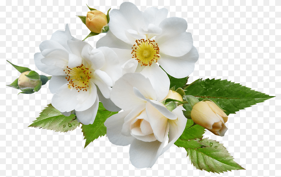 Rose White Single White Green Flower, Anemone, Plant, Pollen, Petal Free Png Download
