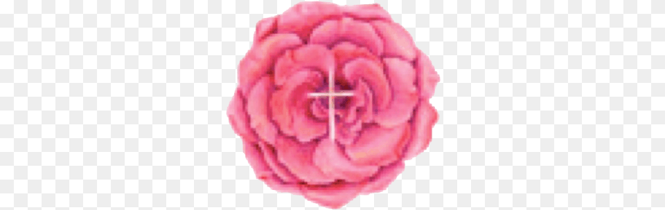 Rose With Cross Clear Background U2013 Sophia Foundation Garden Roses, Flower, Plant, Carnation, Petal Png Image