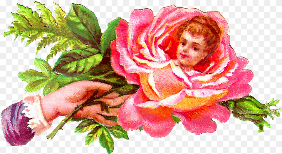 Rose With Face In Middle, Plant, Flower, Painting, Leaf Png Image