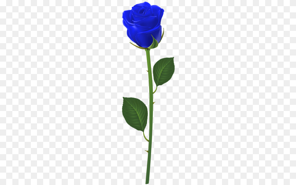 Rose With Stem Blue Clip Art Roses Clip Art, Flower, Plant Png Image
