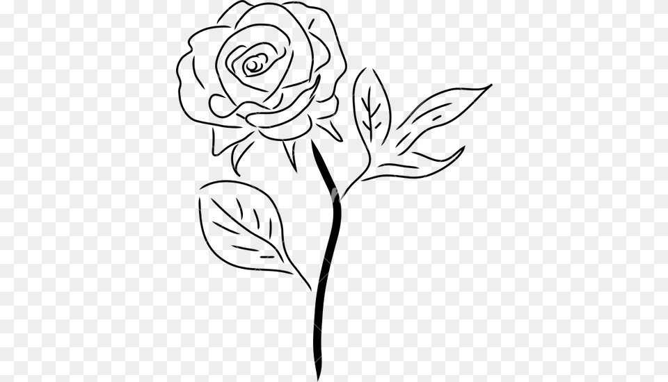 Rose With Stem Drawing At Getdrawings Drawing Of A Rose Transparent, Text, Blackboard Png Image