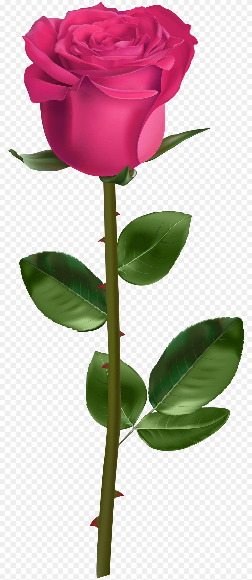 Rose With Stem Pink, Flower, Plant Png