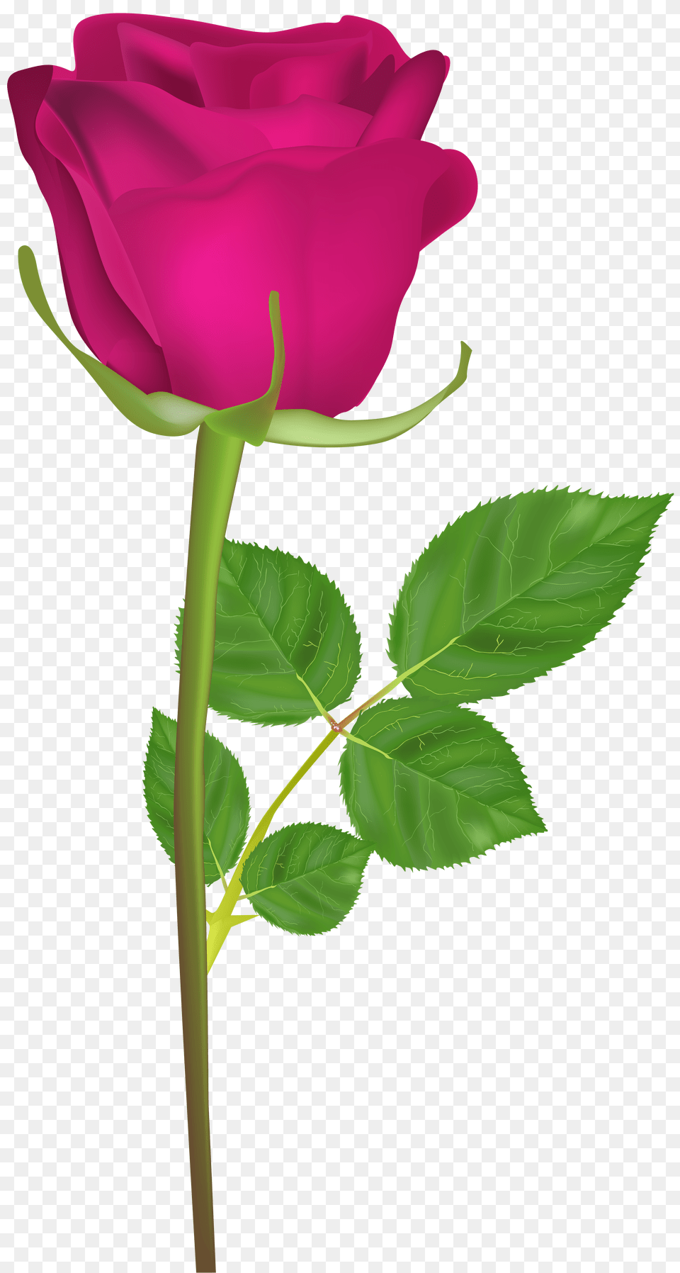 Rose With Stem Pink Clip Art, Flower, Plant Free Png