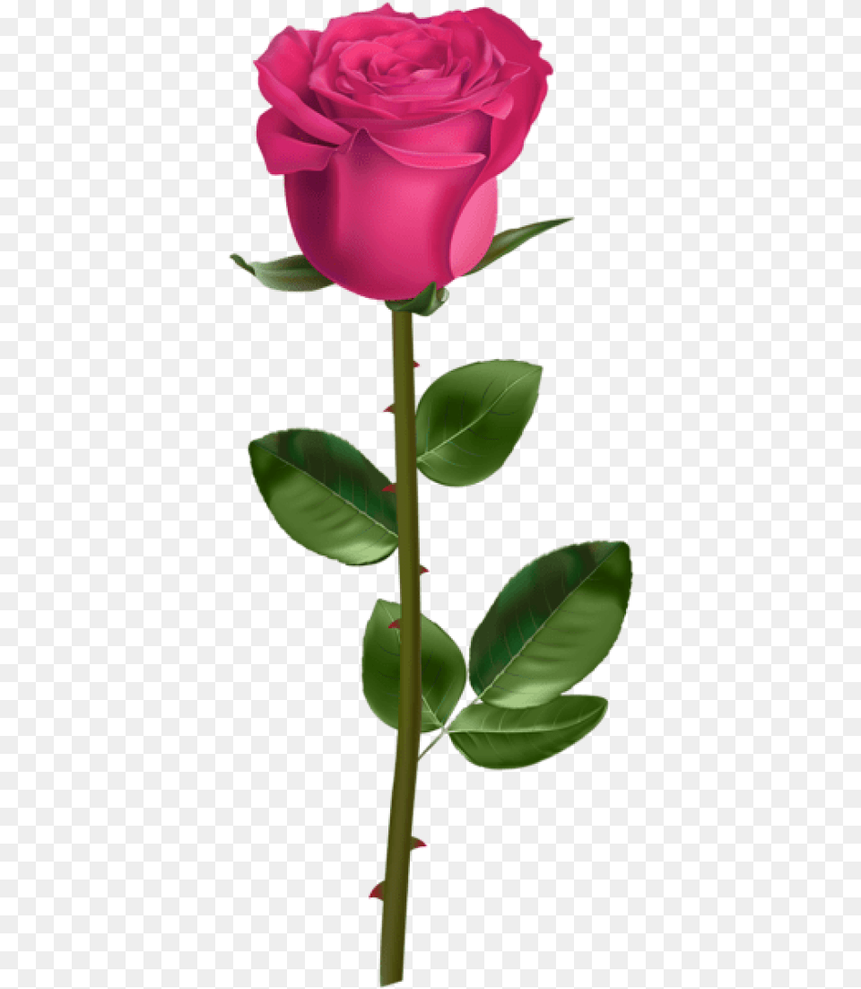 Rose With Stem Pink Background Red Rose With Stem, Flower, Plant Free Transparent Png