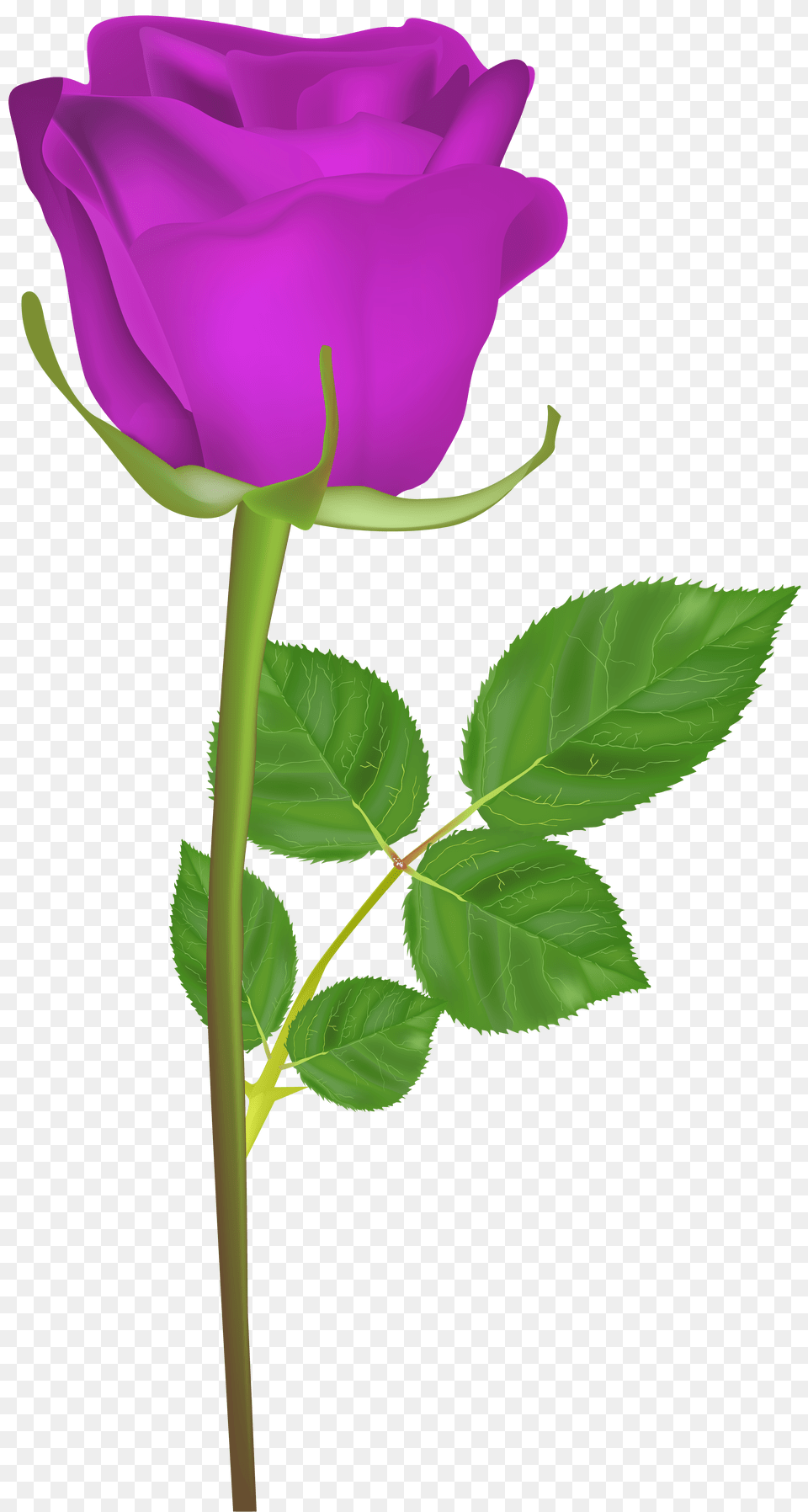 Rose With Stem Purple Clip Art, Flower, Plant, Person Free Transparent Png