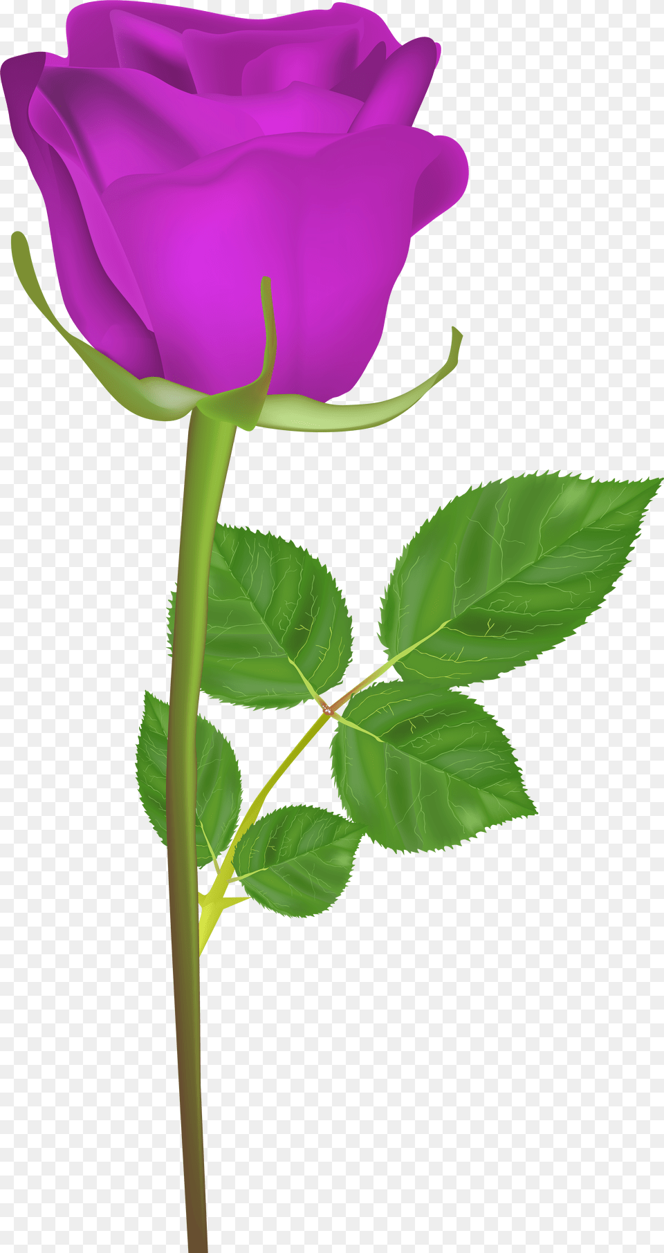 Rose With Stem Purple Clip Art Imageu200b Gallery Gulab Ka Phool Hd Free Transparent Png