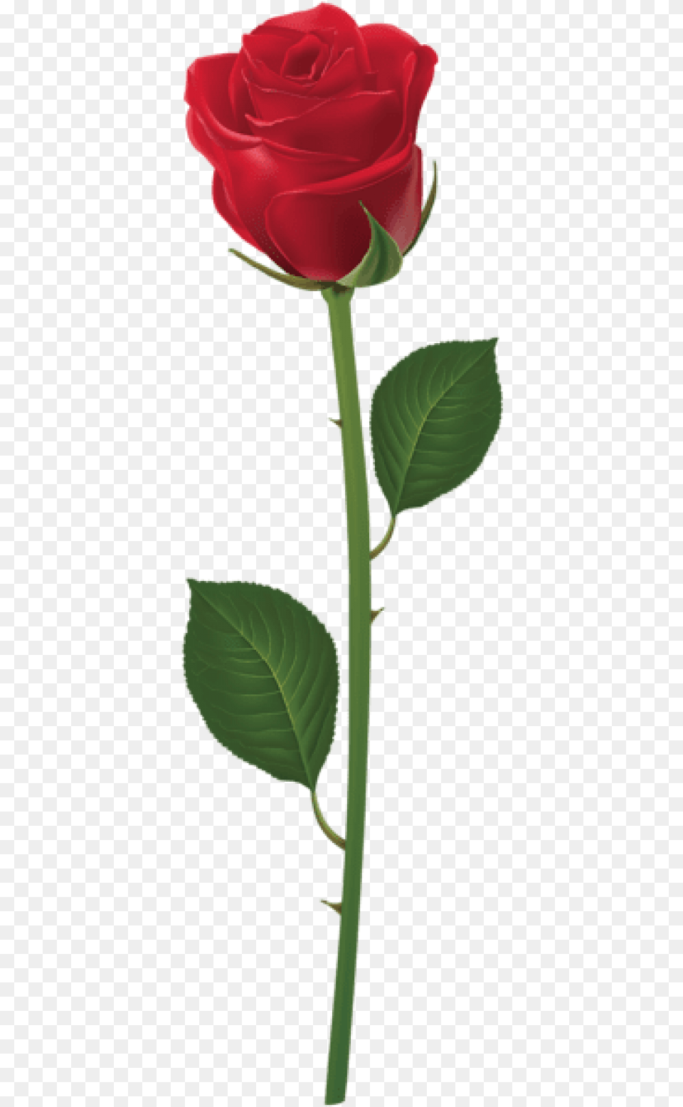 Rose With Stem Red Images Purple Rose With Stem, Flower, Plant Free Transparent Png