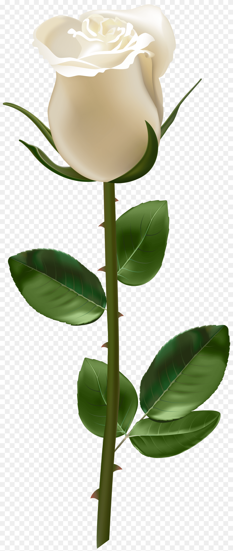 Rose With Stem White Transparent, Flower, Plant, Leaf Png Image