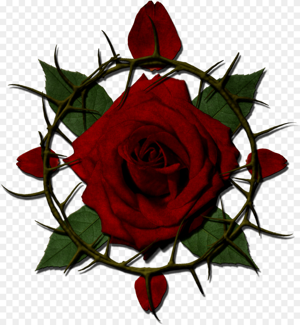 Rose With Thorns Clipart Crown Of Thorns Rose, Flower, Plant Free Transparent Png