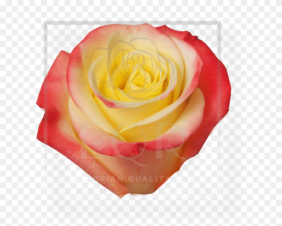 Rose Yellow Bicolor Hot Merengue Cm Qb, Flower, Plant, Petal Free Png Download