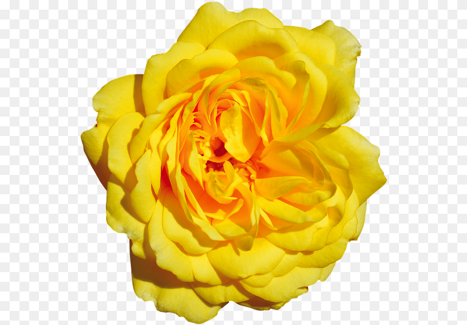 Rose Yellow Blossom Bloom Garden Roses, Flower, Petal, Plant Png Image