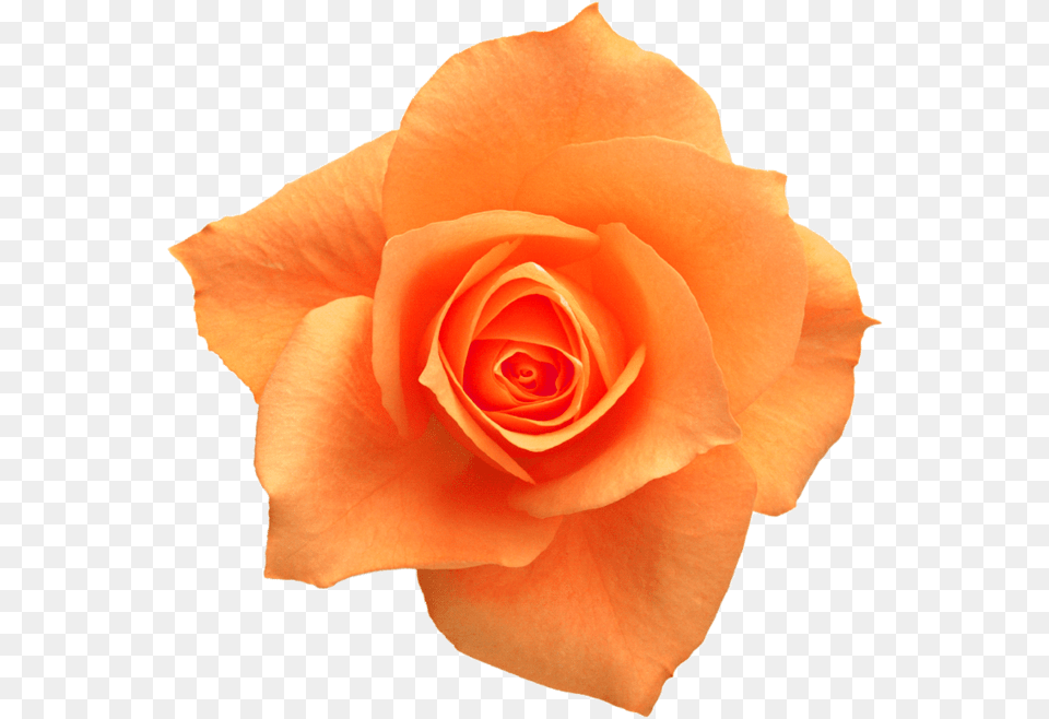 Rose Yellow Flower Clip Art Orange Rose, Petal, Plant Png Image