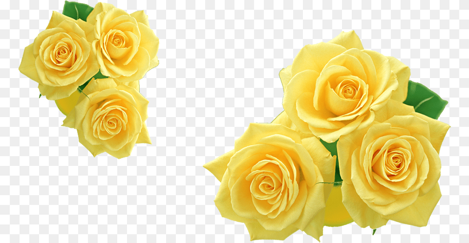 Rose Yellow Flower Clip Art Yellow Roses, Plant, Flower Arrangement, Flower Bouquet, Petal Png