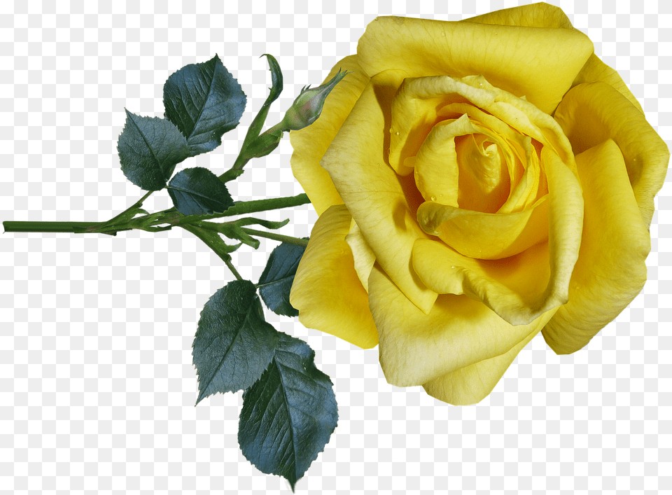 Rose Yellow Flower Free Photo On Pixabay Floribunda, Plant Png