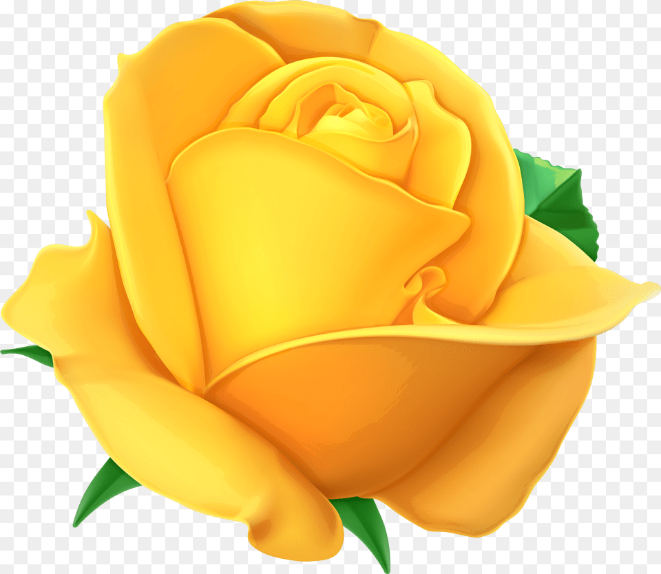Rose Yellow Rose No Background, Flower, Plant, Petal, Clothing Free Png