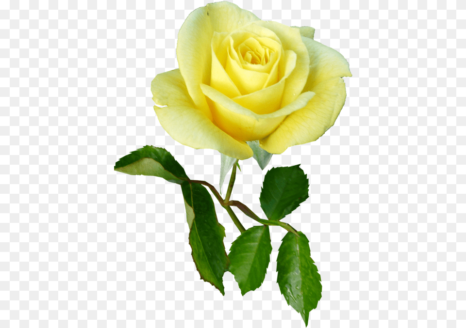 Rose Yellow Single Stem Flower Single Yellow Rose With Stem, Plant Free Png