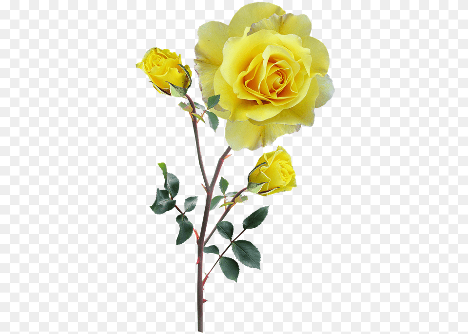 Rose Yellow Stem Buds Yellow Flowers With Stem, Flower, Plant, Flower Arrangement, Flower Bouquet Free Png