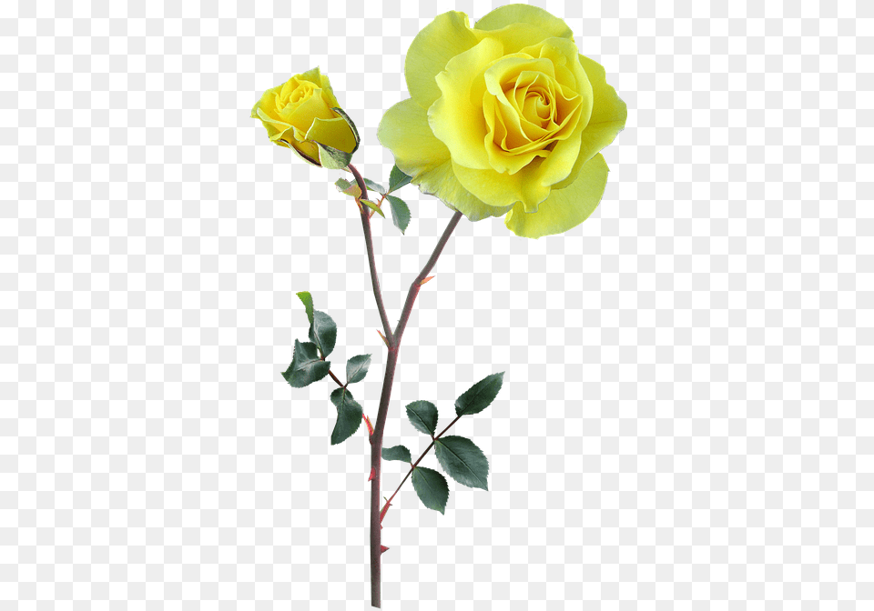 Rose Yellow Stem Flower Flower Stem Yellow Rose With Stem, Plant Free Png