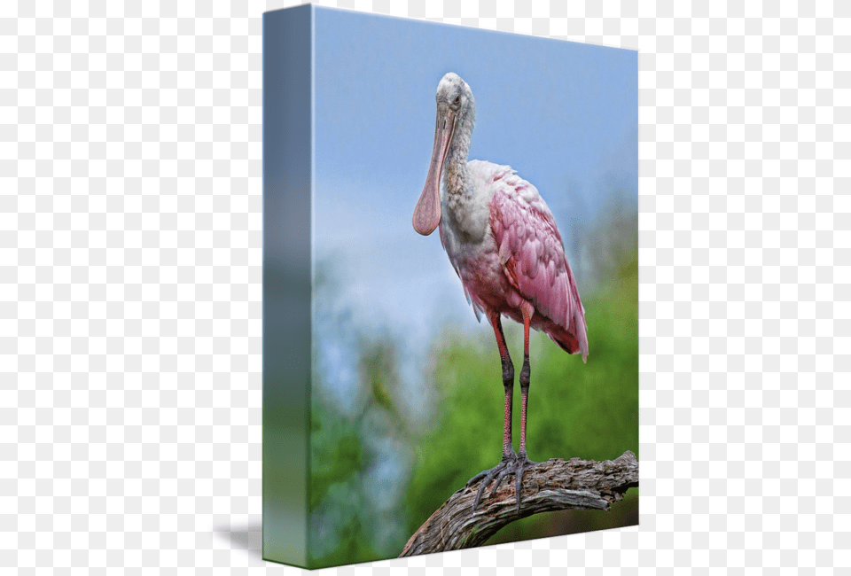 Roseate By Matthew Lerman Roseate Spoonbill Painting, Animal, Beak, Bird, Waterfowl Free Png Download