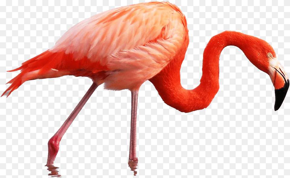 Roseate Spoonbill Vs Pink Flamingo, Animal, Bird Png